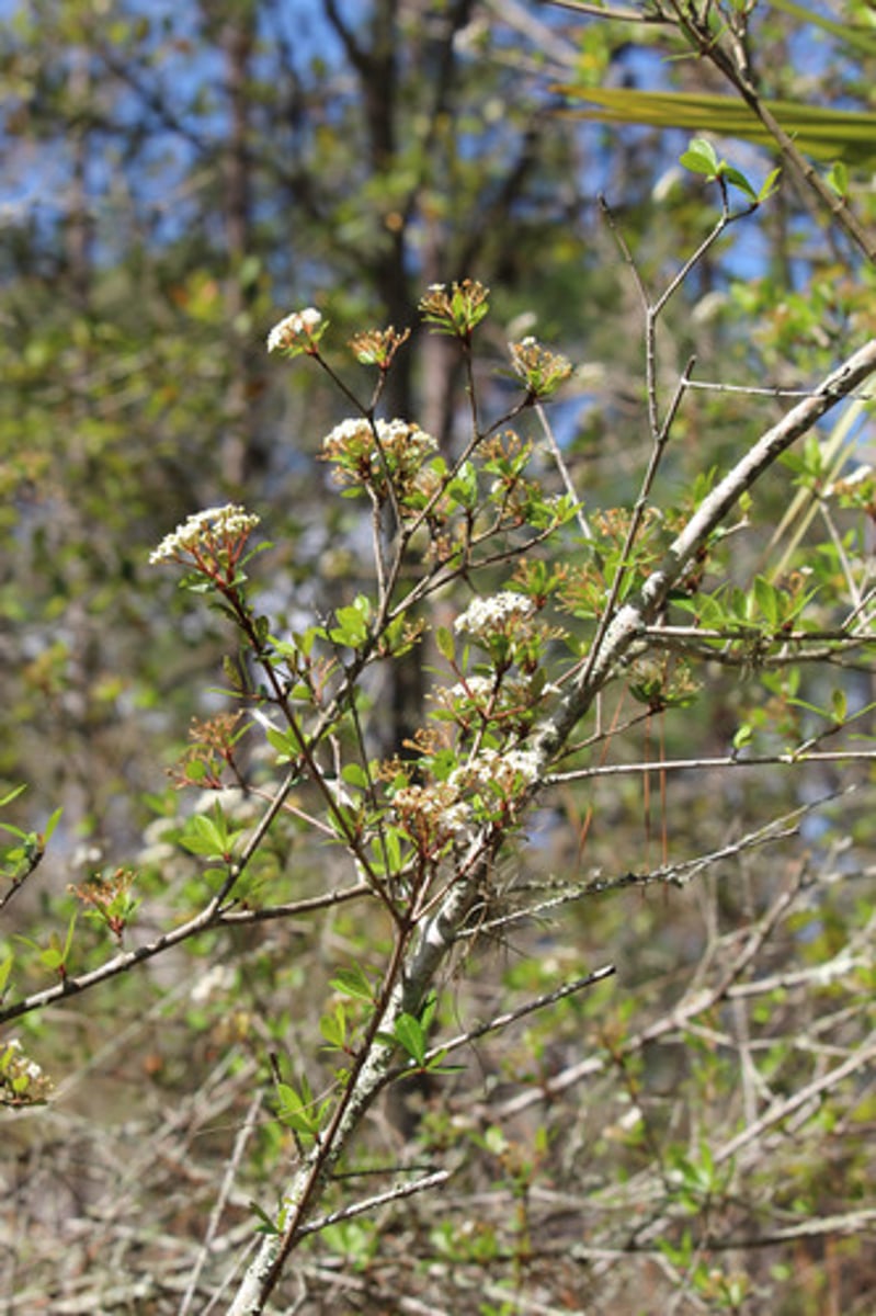 <p>what is the name of the plant pictured here?</p>