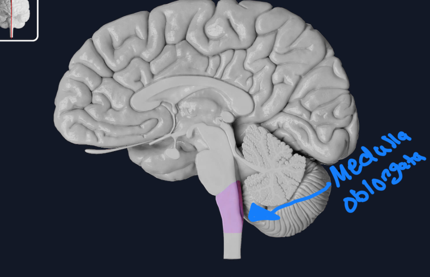 <p>Medulla oblongata </p>