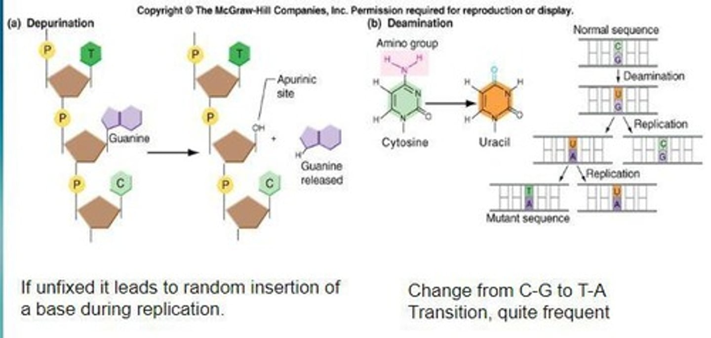 <p>Depurination is a chemical assault on DNA where purine bases (adenine or guanine) are removed, leading to potential mutations.</p>