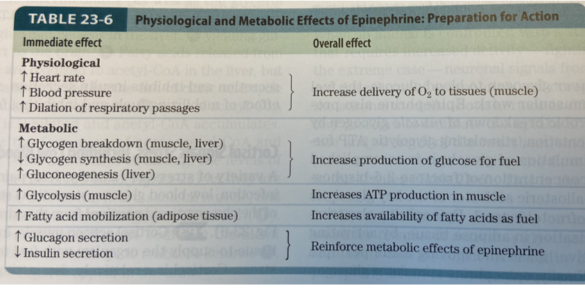<p>aka adrenaline</p><ul><li><p>made in the adrenal glands on top of the kidneys and is secreted thru the bloodstream as an endocrine signal</p></li><li><p>mediates the stress/sympathetic response</p></li><li><p>binds to receptors in muscle and liver cells to initiate breakdown of glycogen for energy</p></li><li><p>also binds to receptors in adipose cells to induce lipid hydrolysis</p></li><li><p>also binds receptors in heart cells to incr HR</p></li></ul><p></p>