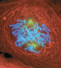 <ul><li><p>nuclear envelope breaks down and disappears</p></li><li><p>centrosomes are at opposite poles</p></li><li><p>spindle fibers attach to kinetochores or interact with microtubules from opposite pole</p></li></ul><p></p>