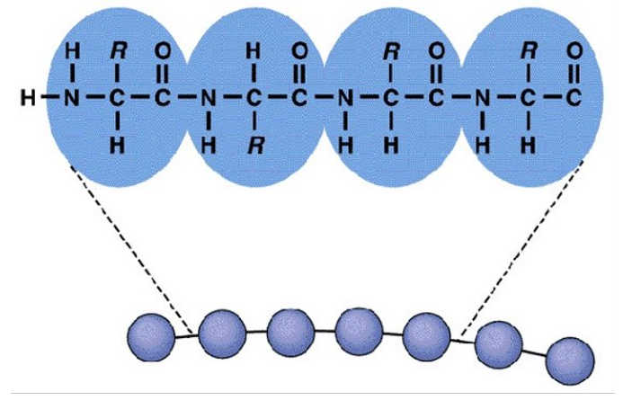 <p>linear sequence of amino acids in a protein</p>