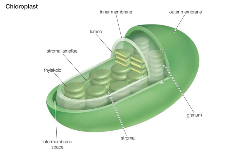 <ul><li><p>produce chlorophyll</p></li><li><p>pathway of photosynthesis contains:</p></li></ul><ol><li><p>Stroma</p></li><li><p>Garnum</p></li><li><p>Thylakoids</p></li></ol>