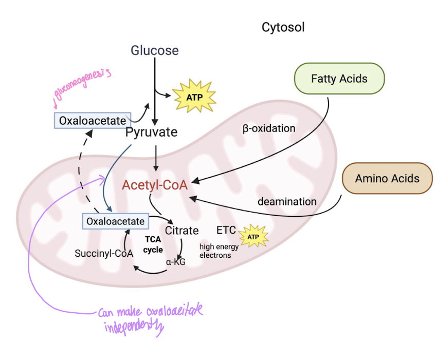 <ul><li><p>first step of TCA cycle&nbsp;</p><ul><li><p>Oxaloacetate + Acetyl CoA → citrate </p></li></ul></li><li><p>Cannot occur without a constant supply of oxaloacetate </p></li><li><p>also a part of gluconeogenesis </p></li><li><p>Can be made from pyruvate independent of TCA cycle as well </p></li></ul><p></p>