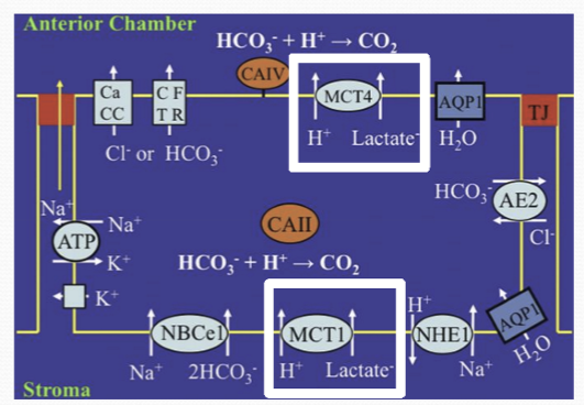 <p>Trancellularly into the aqueous humor; with basolateral transporters moving lactate into the endothelial cells, and apical transporters moving lactate into AH. </p>