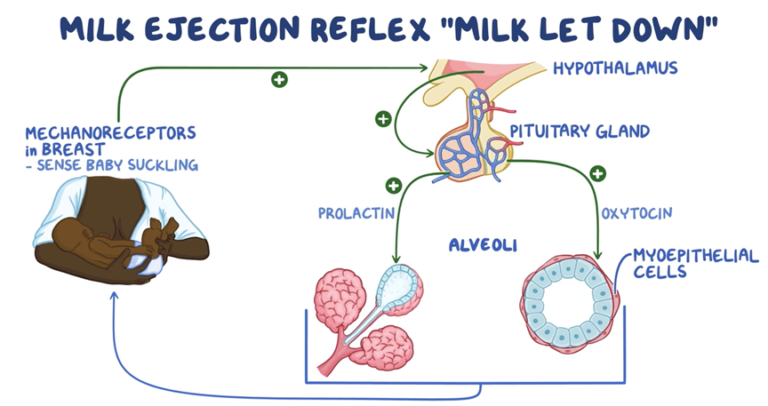 <p>prolactin (anterior pituitary gland) and oxytocin (posterior pituitary gland) </p>