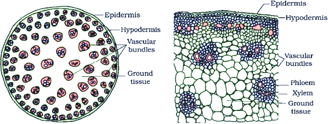 <p>xylem= inner portion of vascular bundles, surrounded by phloem</p><p>phloem= bulk of the vascular bundle, contains xylem</p><p>vascular bundles= random organization</p>