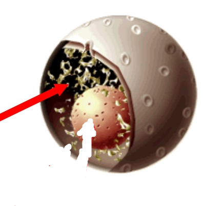 <p>are structures within (inside) the nucleus that are made up of <strong>DNA</strong>, the hereditary material.</p>