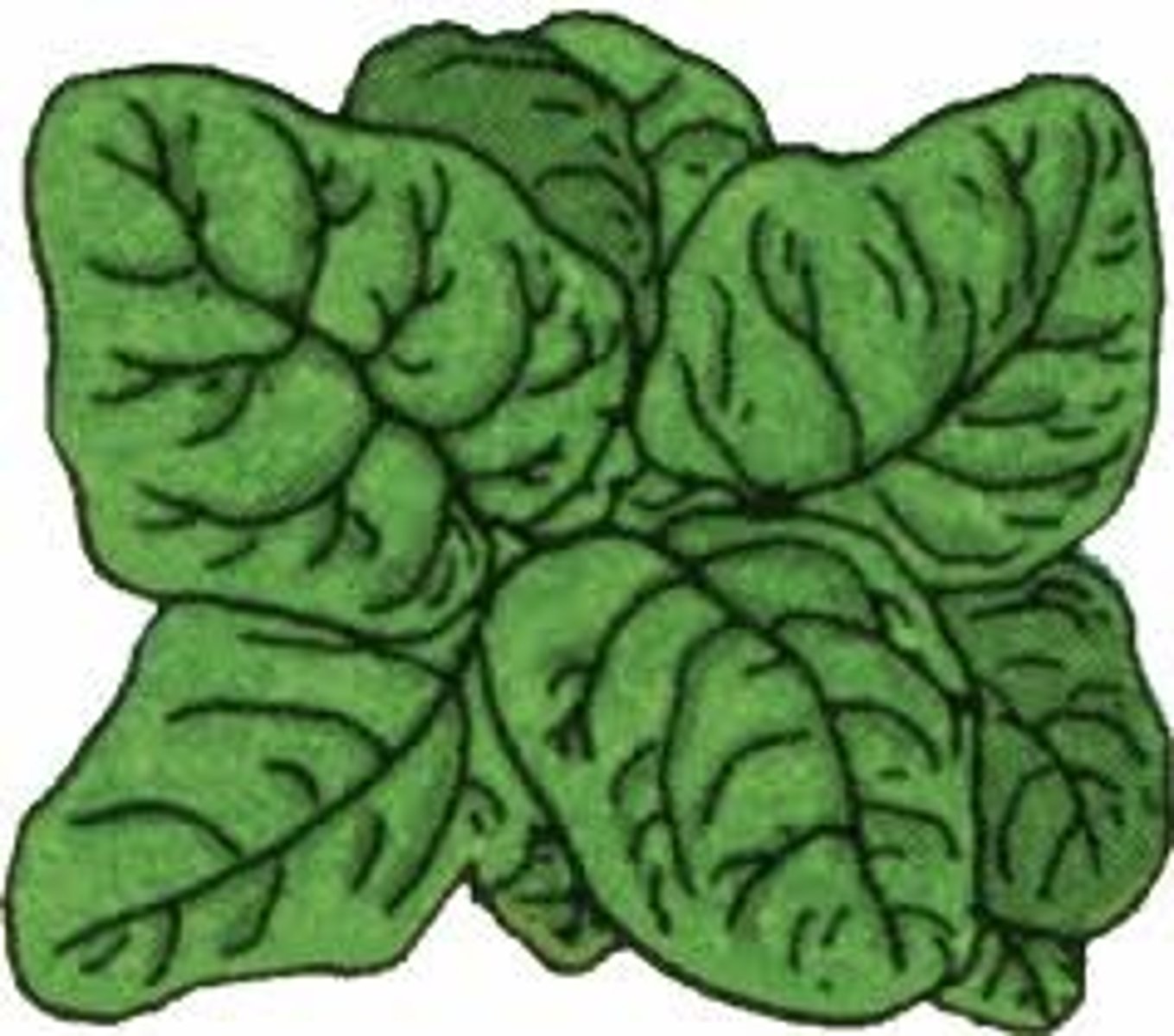 <p>spinach</p>