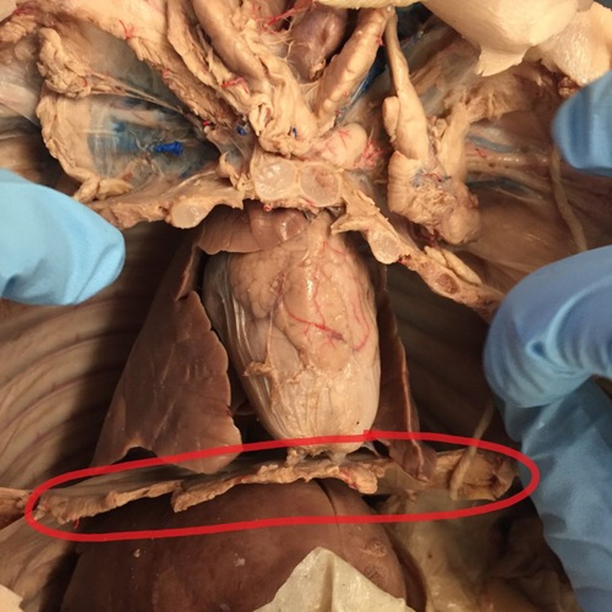 <p>Large, flat muscle at the bottom of the chest cavity that helps with breathing</p>