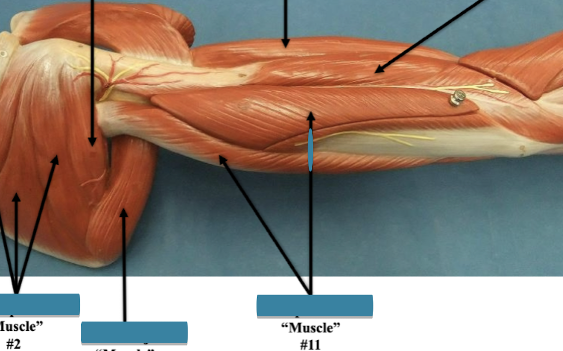 <p>Label muscle #11 </p>