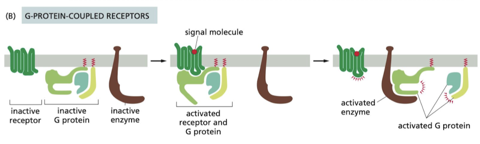 <p>controls the activity of another protein on the cell membrane, typically enzyme or ion channel.</p><ul><li><p>Activation of the target protein can change  concentration or permeability of one or more small intracellular signaling molecules</p></li></ul>