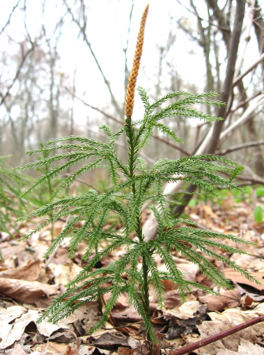 <p><em>Lycopodium annotinum</em></p>