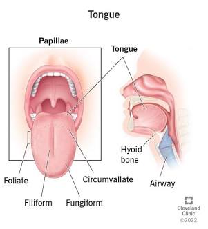 <p>Tongue </p>