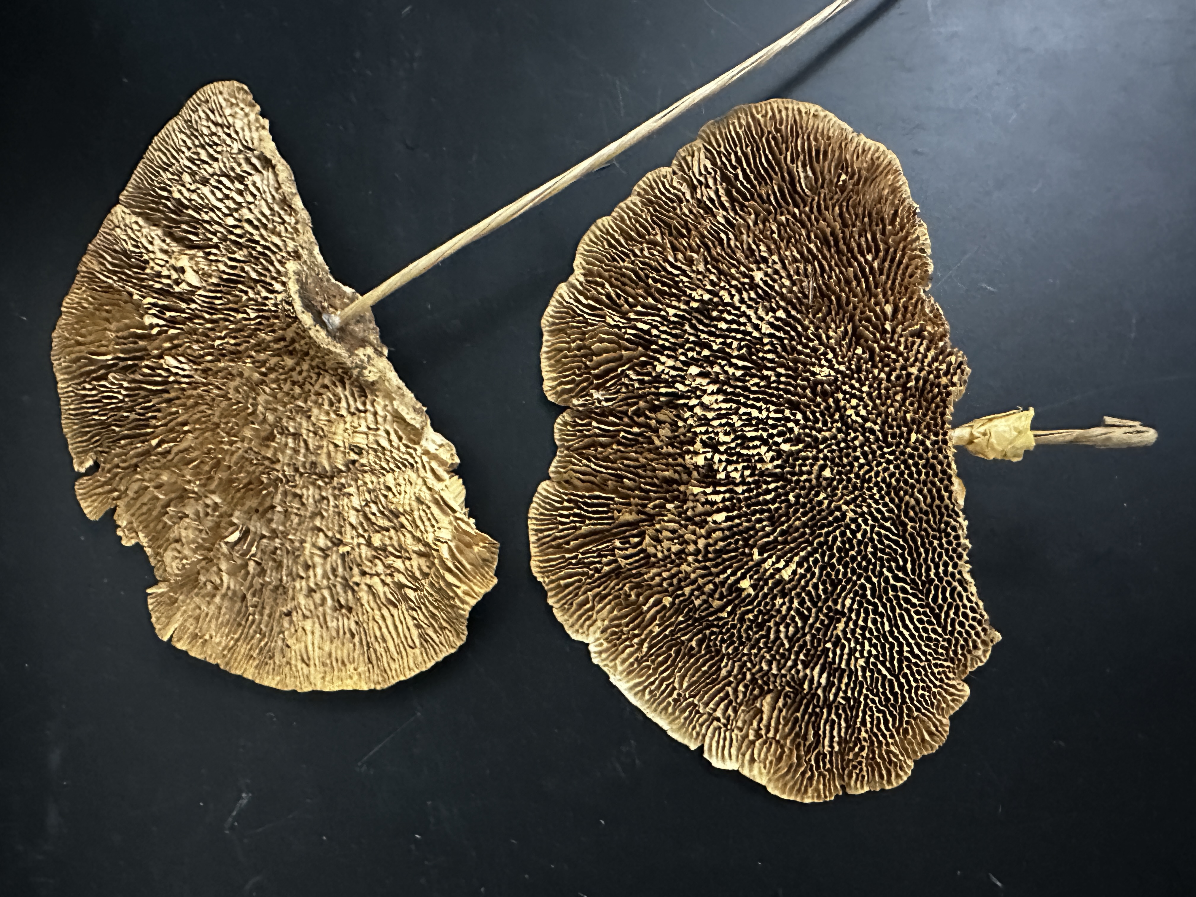 <p>Identify (Domain, Kingdom, Clade)</p>