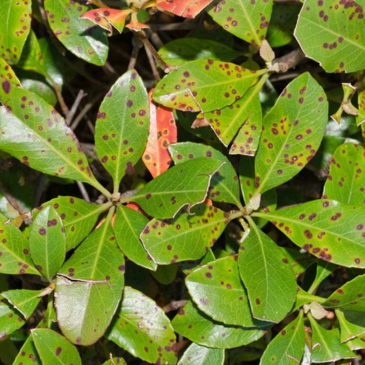 <p>Bacterial leaf spot</p>