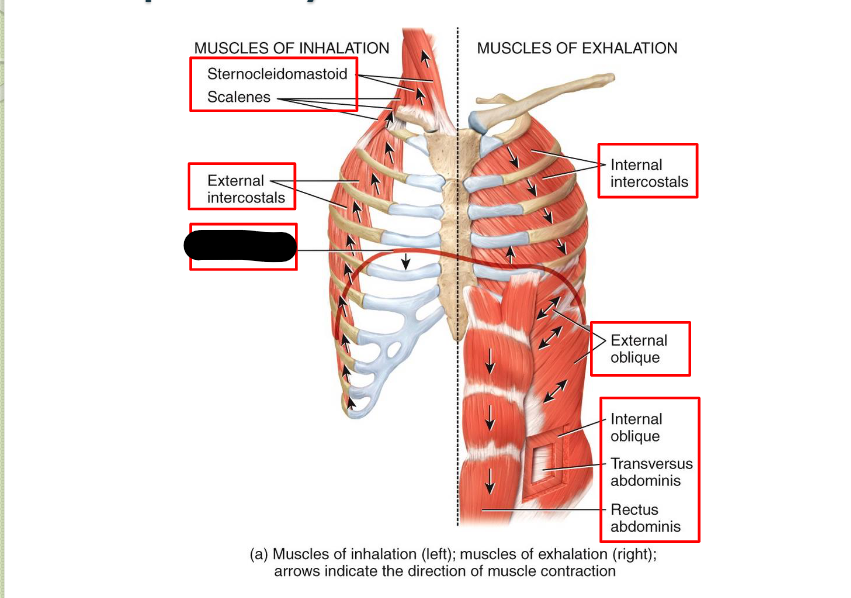 <p>What <strong>Respiratory</strong> <strong>Muscle?</strong></p>