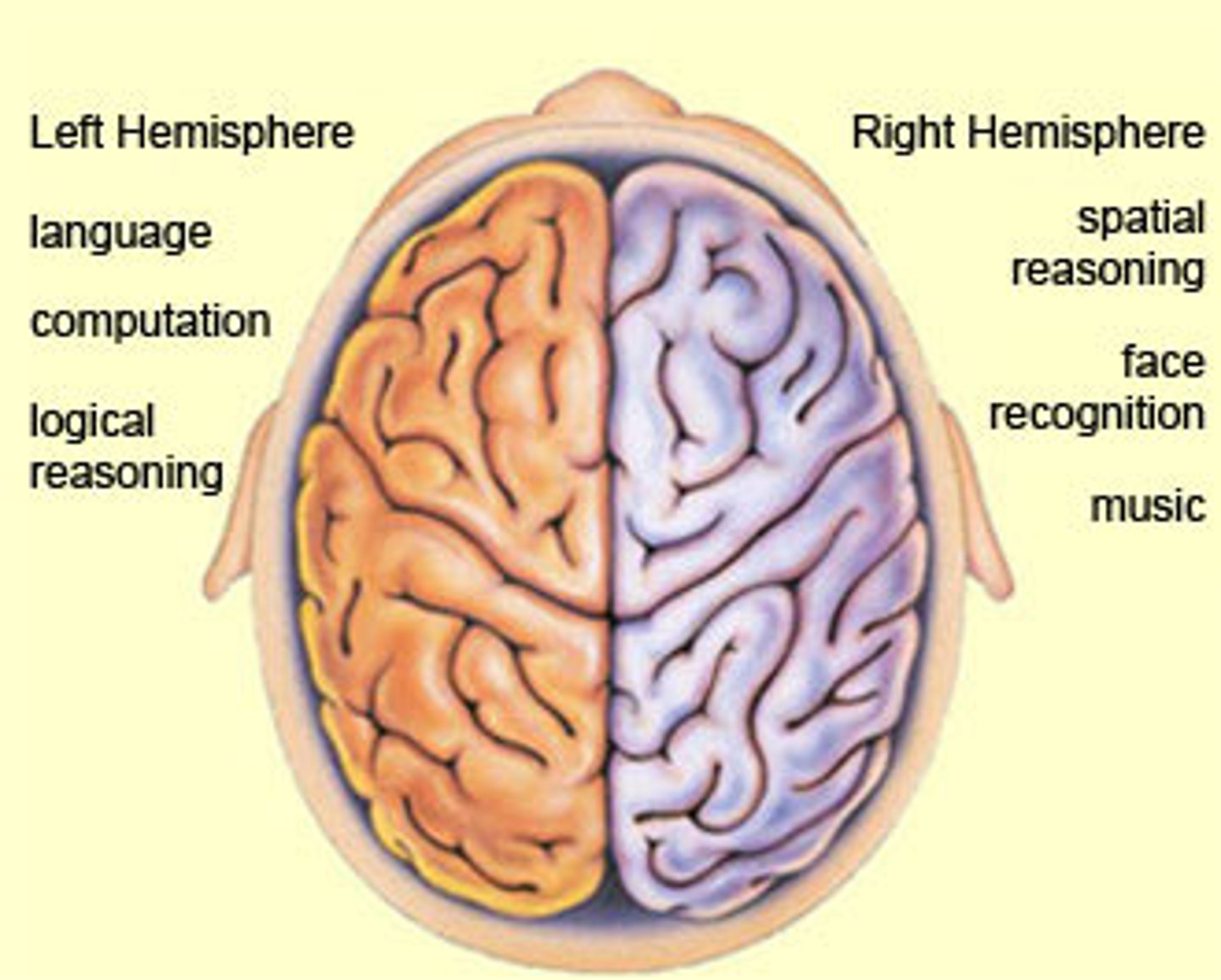 <p>each hemisphere of the brain handles specific tasks (left - logic, language; right - creativity, spatial reasoning, art, emotion)</p>