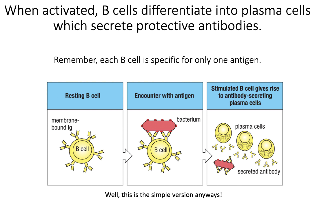 <ul><li><p>Naïve B cell encounters its <strong>specific antigen</strong>.</p></li><li><p>Activation triggers <strong>differentiation into a plasma cell</strong>.</p></li><li><p><strong>Plasma cells</strong> secrete large amounts of antibody.</p></li><li><p>These antibodies provide <strong>protective immunity</strong>.</p></li></ul><p></p>