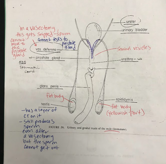 <p>Male reproductive organs responsible for producing sperm and male sex hormones.</p>