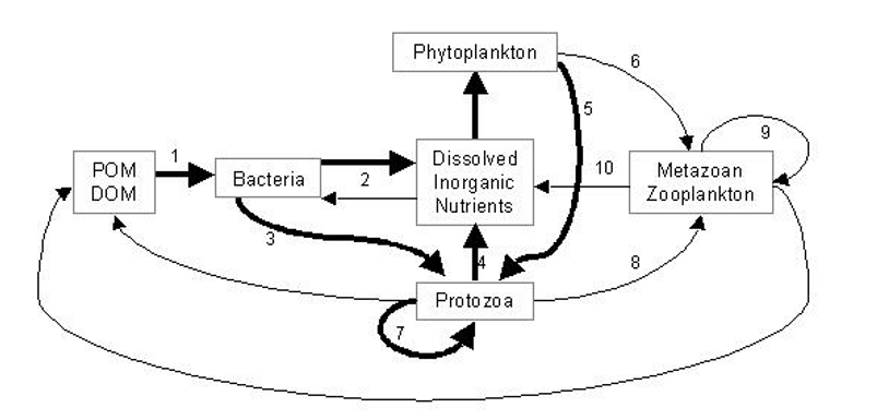 <p>Bacteria remineralise POM &amp; DOM and protozoa remineralise remaining nutrients</p><p>-Low efficiency of transfer</p><p>-Little PON for mesozooplankton</p><p>-Microbial loop=PON sink</p><p>-Provide DIN to phytoplankton</p>