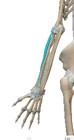 <p>Court extenseur radial du carpe</p>