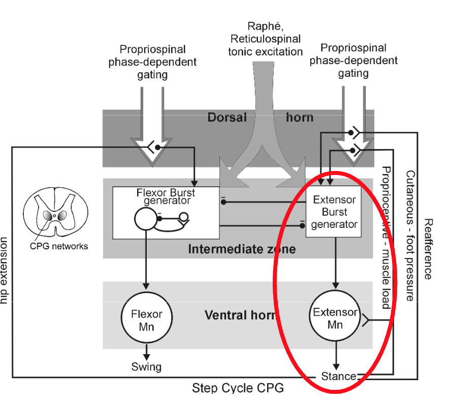 <p>Explain how the extensor burst generator makes the leg stance.</p>