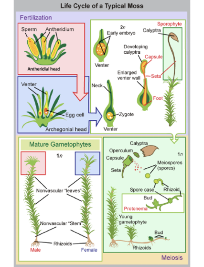 <p>gametophyte is dominant</p><ul><li><p>haploid egg and sperm\</p></li><li><p>flagellated sperm will swim to the egg</p></li><li><p>fertilization ends in sporophyte</p></li></ul><p>Sporophyte is dependent on gametophyte</p>