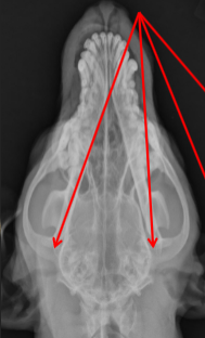 <p>ID radiographic view</p>