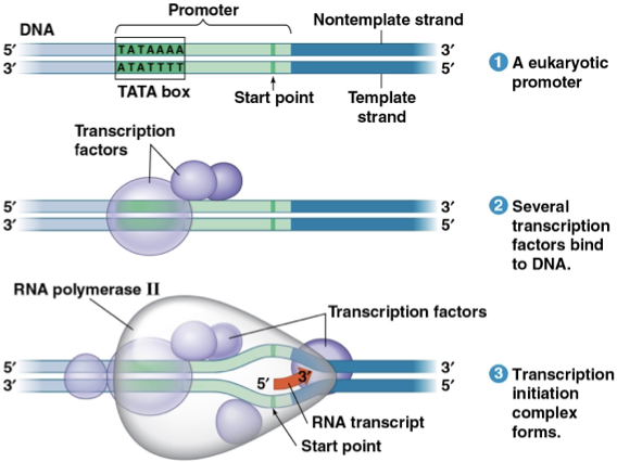 <p>compelete assembly of promoter, transcription factors, and RNA polymerase II</p><ul><li><p>in eukaryotes, there is a promoter called TATA box </p></li></ul><p></p>