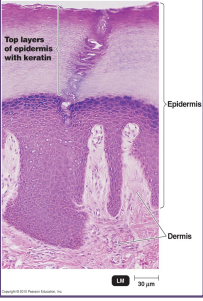 <ul><li><p>the outer surface of the skin consists of dead cells and protective protein called <strong>keratin</strong></p><ul><li><p>constantly moving bacteria</p></li><li><p>multi-layer dead → no vascular layer</p></li></ul></li><li><p>the layers of the skin are frequently shed which removes microbes</p></li><li><p>skin is very dry which inhibits microbial growth</p><ul><li><p>skin infection are more common on moist areas of the skin or in moist environments</p></li><li><p>the outer layer of the skin is an excellent defenses and is rarely penetrated by microbes</p></li><li><p>most infections occur under the skin once the skin has been broken although fungi can sometimes grow on the skin’s surface: eating dead skin cells (don’t need to eat something, micro-abrasion)</p></li><li><p>some microbes are able to eat dead skin cells and oils that are secreted by the skin</p></li><li><p>if this happens body odor results</p></li></ul></li></ul><p>good job of keeping bad things out</p><p>have to defend our skin</p><p>dry (but not in all areas like armpit)</p><p>skin that’s moist will have more microbial growth</p><p></p>