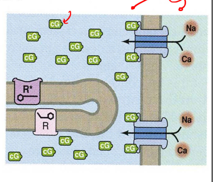 <p>in the dark a steady flow of Na+ and Ca+ cations from outside the cell come in (the photoisomerization of the cascade will eventually lead to these closing)</p><ul><li><p>in the dark, an outer segment contains small molecules called guanosine 3’,5’ cyclic monophosphate (cG)</p><ul><li><p>and due to random collisions these molecules move rapidly around the cytoplasm of the outer segment (membranous discs act as partial barriers/ concentration of these cG molecules plays a critical role in vision)</p></li><li><p>this is also one of the 4 molecules involved in phototransduction (others are GMP, GDP, GTP)</p></li></ul></li></ul><p></p>