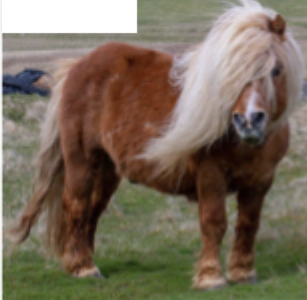 <p>What pony breed is this?</p>
