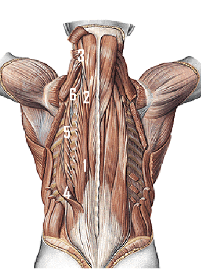 <p>Aanhechtingen van de m. iliocostalis (6)</p>