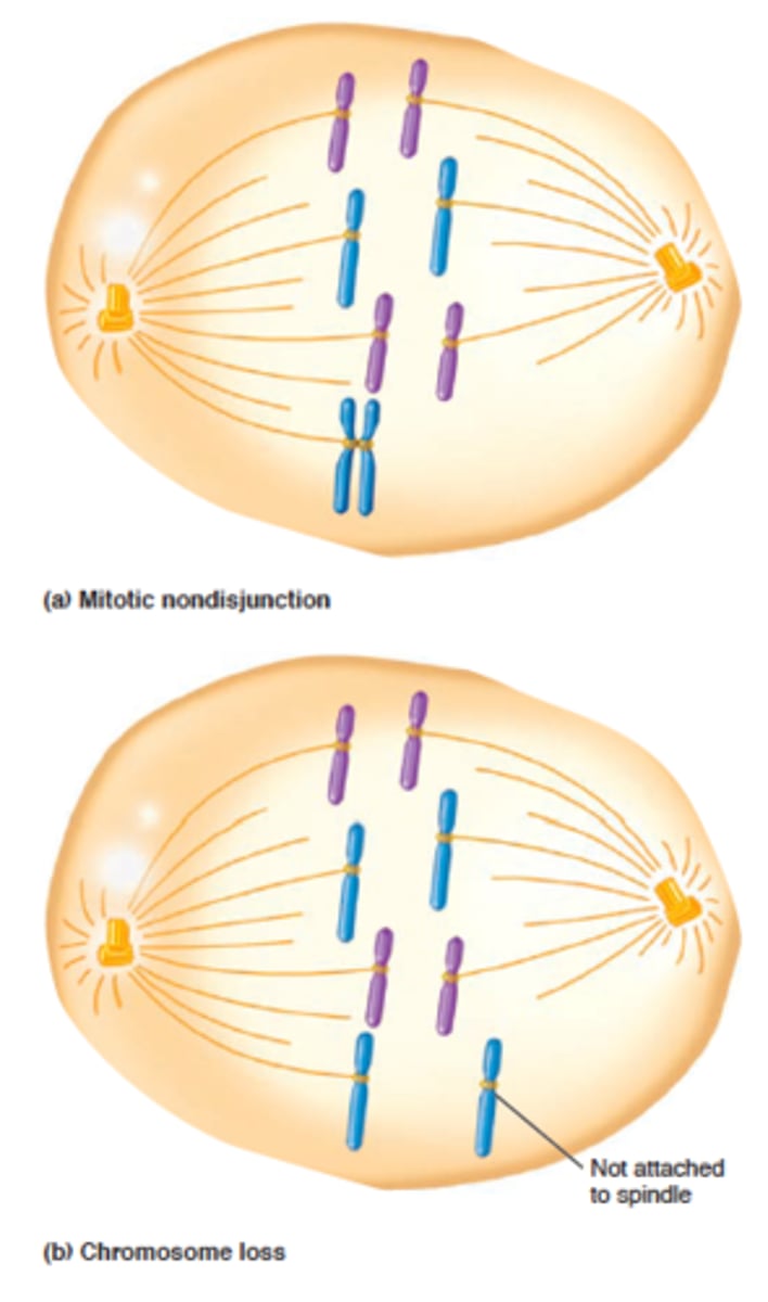 <p>An event in which chromosomes do not segregate equally during mitosis.</p><p></p><p><em>can lead to variation in chromosome number</em></p>