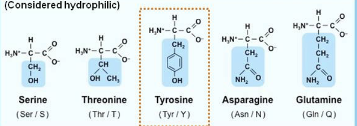 <p>is this a polar or non polar amino acid?</p>