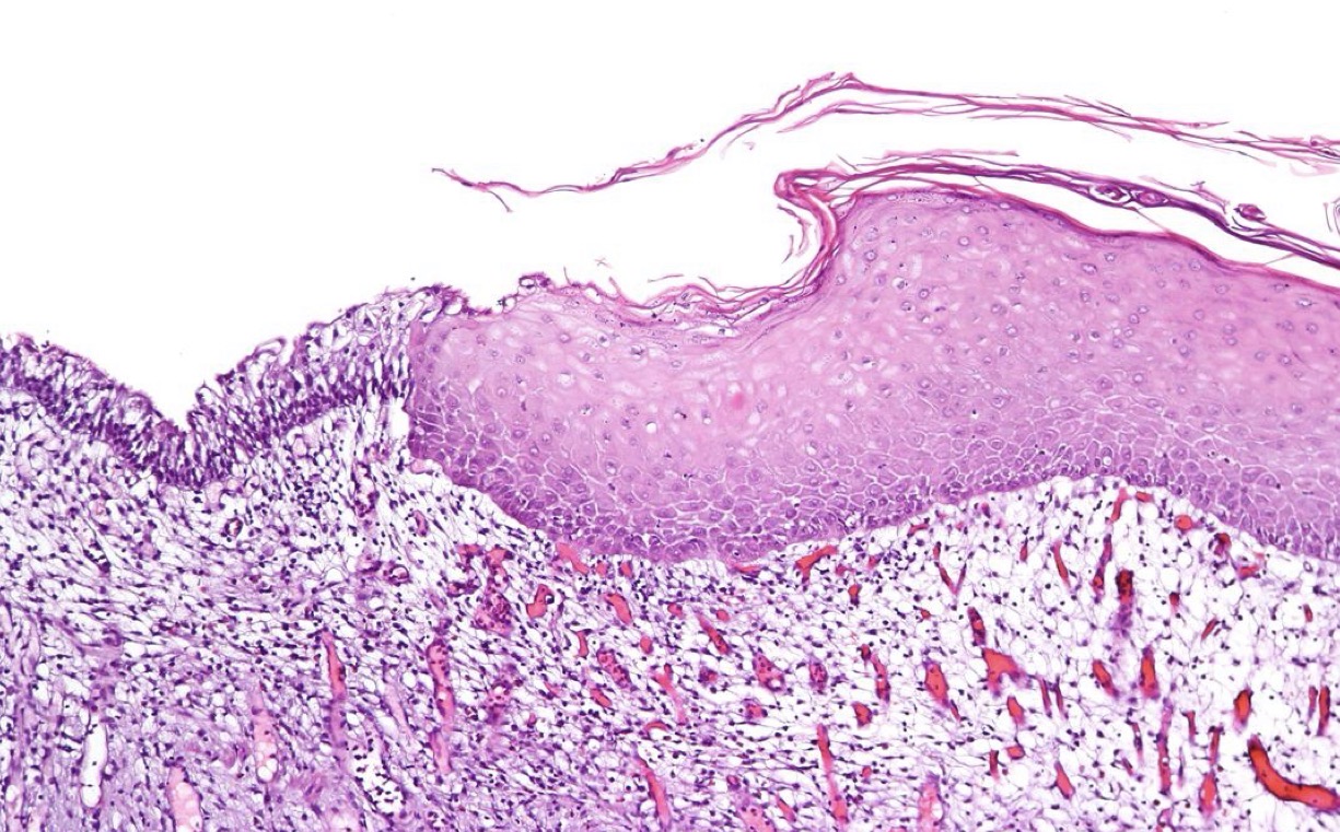 <p>A- Identify </p><p>B- Describe </p>