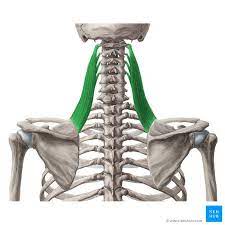 Origin: transverse processes C1-C4

Insertion: superior medial border of scapula

Action: elevates scapula inferiorly