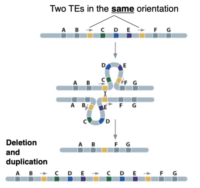 <p>Interchromosomal recombination between DIRECT repeats on sister chromatids results in chromosomal _______________; two TEs in the same orientation</p>