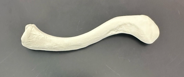 <p>What is this bone?</p>