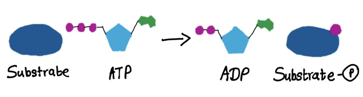 <p>what reaction does this figure display </p>