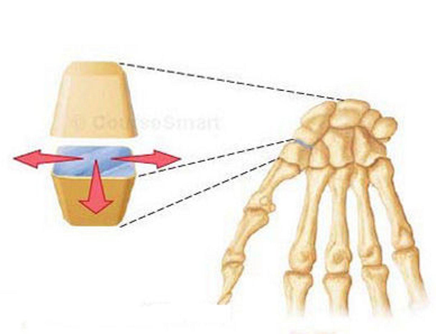 <p>Composed of the articulation between two relatively flat bony surfaces. Limited amount of motion. (ex. interracial joints of hand)</p>