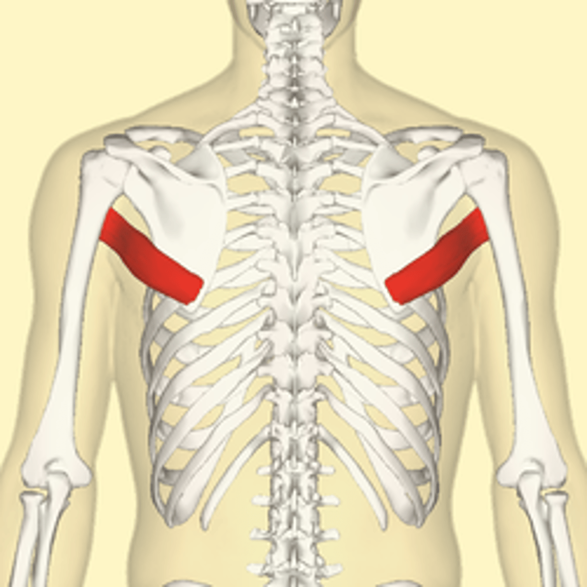 <p>-Origin Posterior aspect of the inferior angle of the scapula</p><p>-Insertion Medial lip of the intertubercular sulcus of the humerus</p><p>-Nerve Lower subscapular nerve (segmental levels C5 and C6)</p><p>-Actions</p><p>= adduct the humerus,</p><p>= Internal rotation (medial rotation) of the humerus</p><p>= extend the humerus from flexed position,</p>