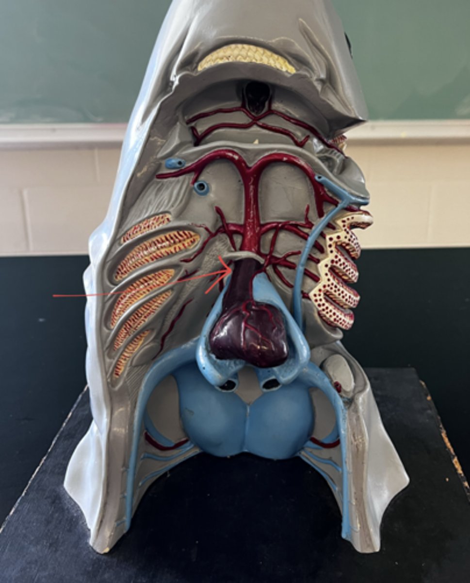 <p>from the conus arteriosus, where does the blood travel? (2)</p>