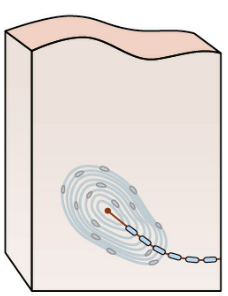 <p>subcutaneous nechanoreceptors in connective tissue of skin, periosteum, and joint capsule </p>