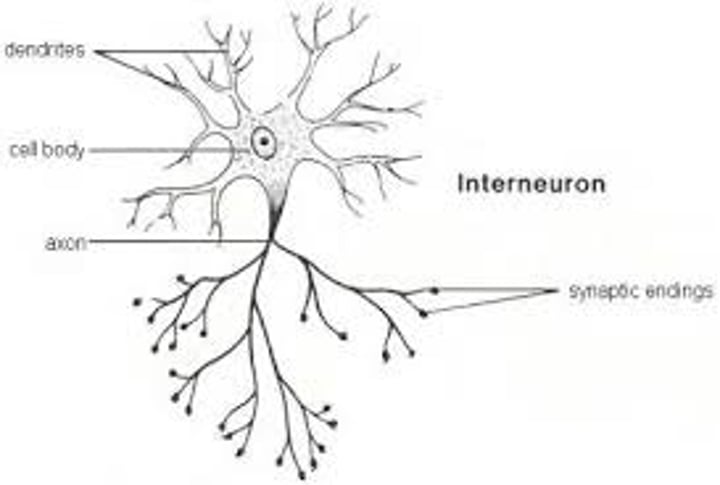 <p>neurons within the brain and spinal cord that communicate internally and intervene between the sensory inputs and motor outputs.</p>