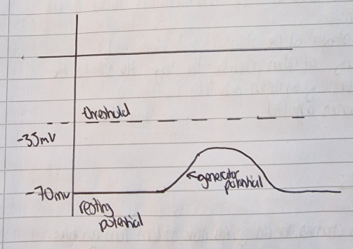 <p>Not enough Na+ channels open, generator potential doesn’t reach threshold so no action potential</p><ul><li><p>deforms lamellae and membrane</p></li><li><p>some stretch mediated channels open</p></li><li><p>Na+ diffuse in (<strong>depolarisation</strong>) generator potential</p></li></ul><p></p>