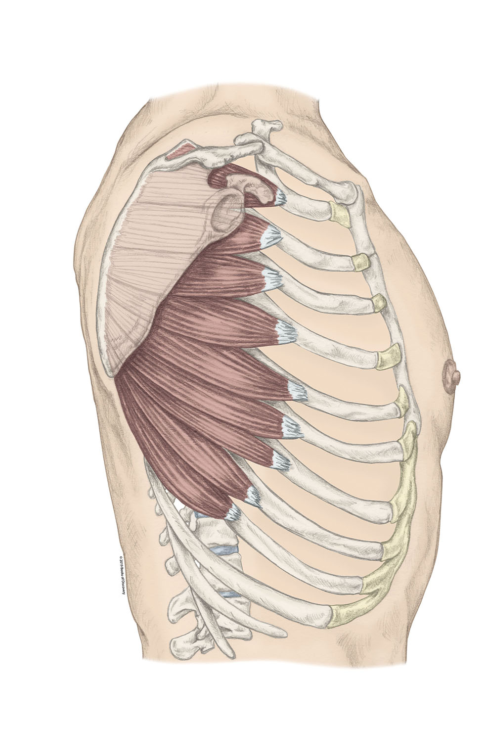 <p>Serratus Anterior </p>