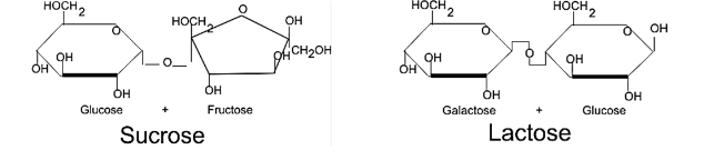 <p><span>Which of the following would be a true statement about the enzyme lactase as it relates to the disaccharides sucrose and lactose?</span></p><p><span>A. Though the shape of the sucrose disaccharide is close to the shape of the lactose disaccharide it is still not specific enough for the active site on the enzyme lactase to recognize it and break it down.</span></p><p><span>B. The shape of the sucrose disaccharide is close enough to the lactose disaccharide that it can fit into the allosteric site on the lactase enzyme and be broken down into galactose and glucose.</span></p><p><span>C. The enzyme lactase does not catalyse the breakdown of either sucrose or lactose</span></p><p><span>D. If you increase the temperature of the reaction to above the boiling point of water the enzyme lactase will recognize the shape of the sucrose molecule and break it down.</span></p>