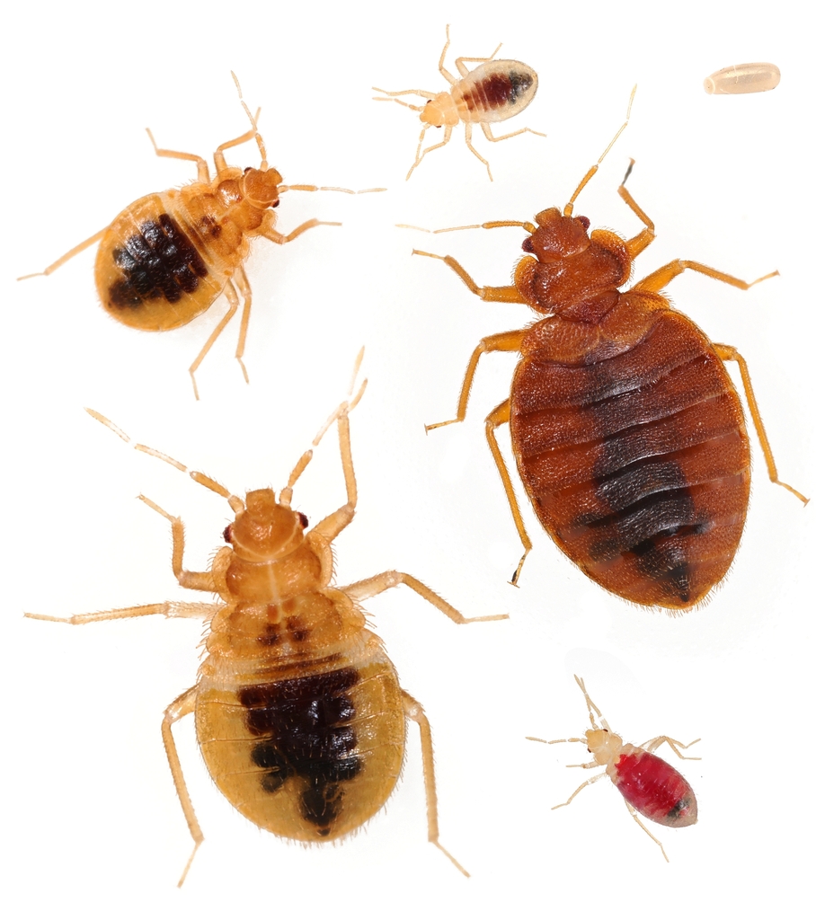 <p>Bed Bugs</p><p>Order Hemiptera</p>